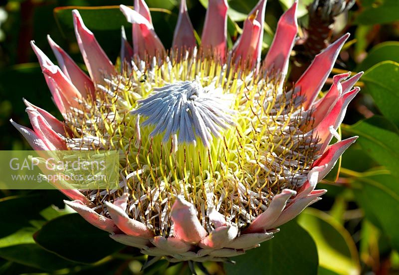 Protea cynaroides - Roi Protea