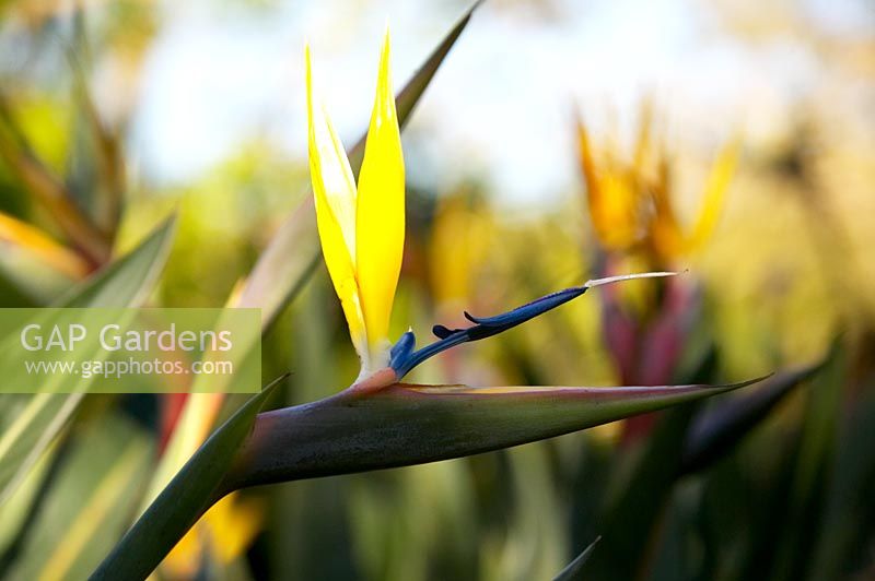 Strelitzia reginae 'Mandela's Gold' - Une forme jaune rare de la fleur de grue bien connue, Bird of Paradise