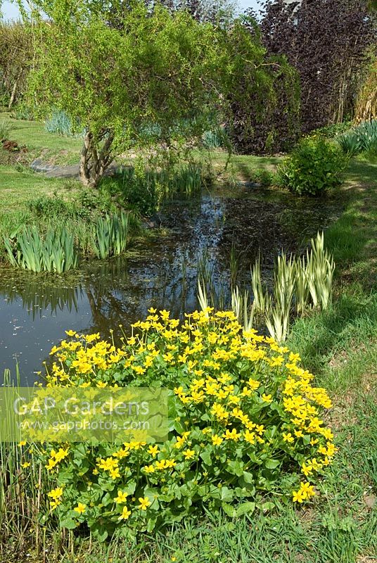Caltha palustris - King Cup ou Marsh Marigold au bord de l'étang de jardin, Rushbrooke, Suffolk