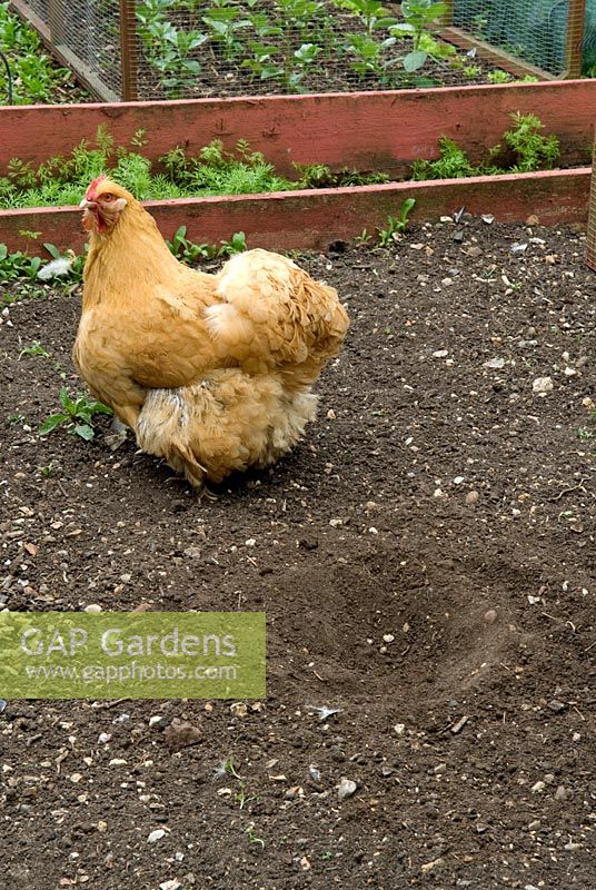 Bol de bain de poussière causé par le poulet autorisé sur un parterre de jardin non protégé