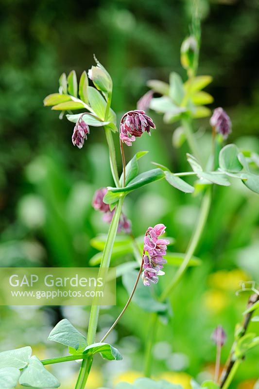 Lathyrus pisiformis, Collection nationale Sylvia Norton