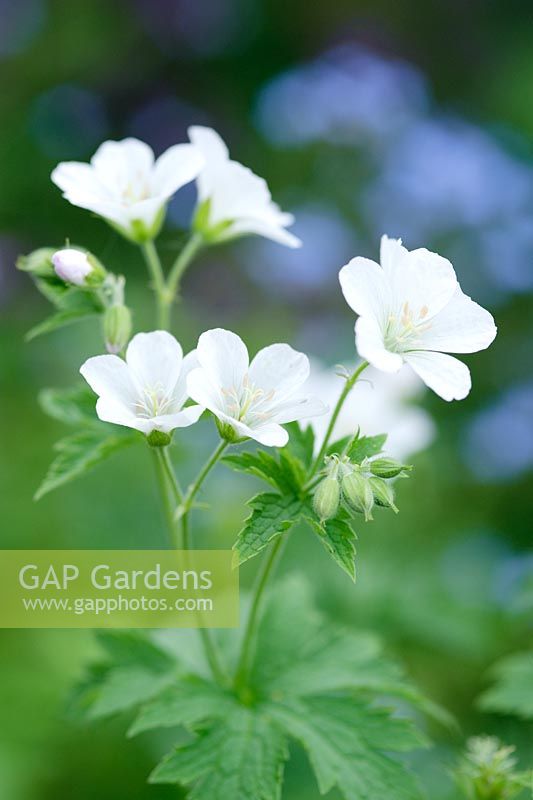 Geranium sylvaticum 'Album'