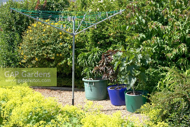 Arbustes abritant une zone gravillonnée avec une corde à linge et des pots contenant du Ficus et du Prunus persicus - jardin NGS, Barrow Nook, Lancashire
