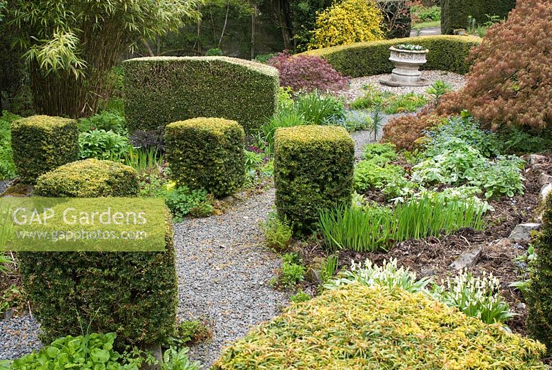 Jardin de printemps avant en pente avec des chemins de gravier et Taxus baccata - if - cubes coupés, Acer palmatum et plantes vivaces herbeuses à Windy Hall, jardin NGS, Cumbria