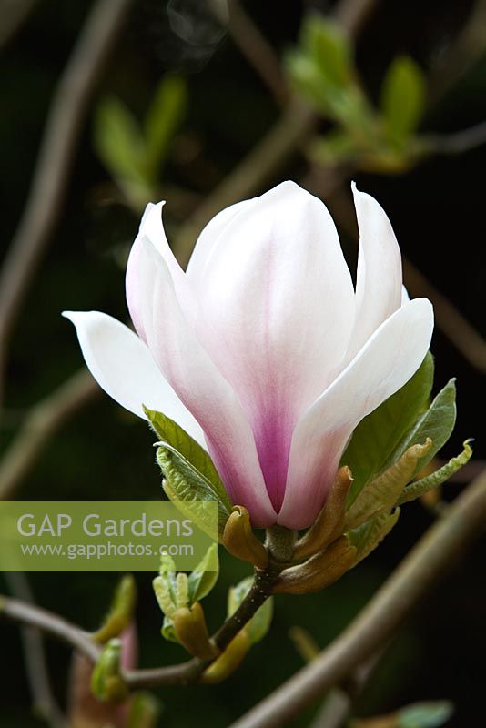 Magnolia Denudata 'Forrests Pink'