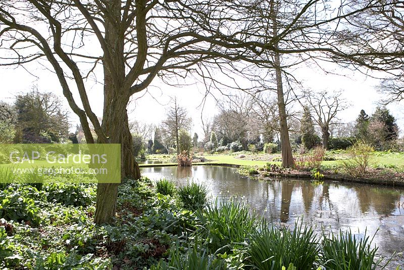 Plantation au bord de l'eau de Beth Chatto avec Arum italicum subsp. italicum 'Marmoratum', Leucojum vernum, Salix et Cornus