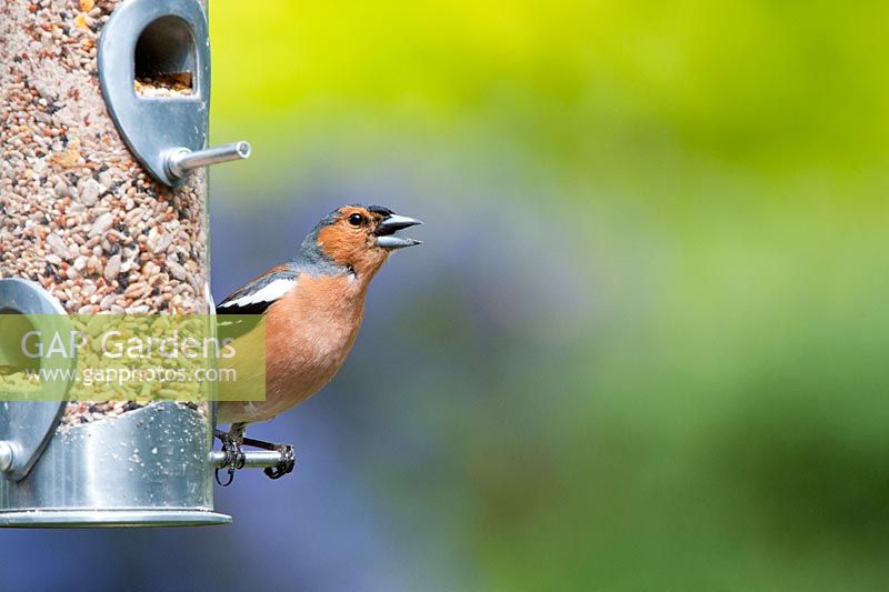 Fringilla Coelebs - Pinson des arbres chantant sur une mangeoire à graines pour oiseaux