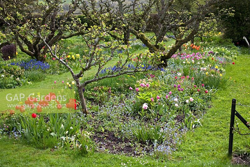 Parterre de printemps dans un verger contenant des pommiers sous-plantés de jonquilles, de pivoines, de myosotis, de primevères et de muscari à Hergest Croft