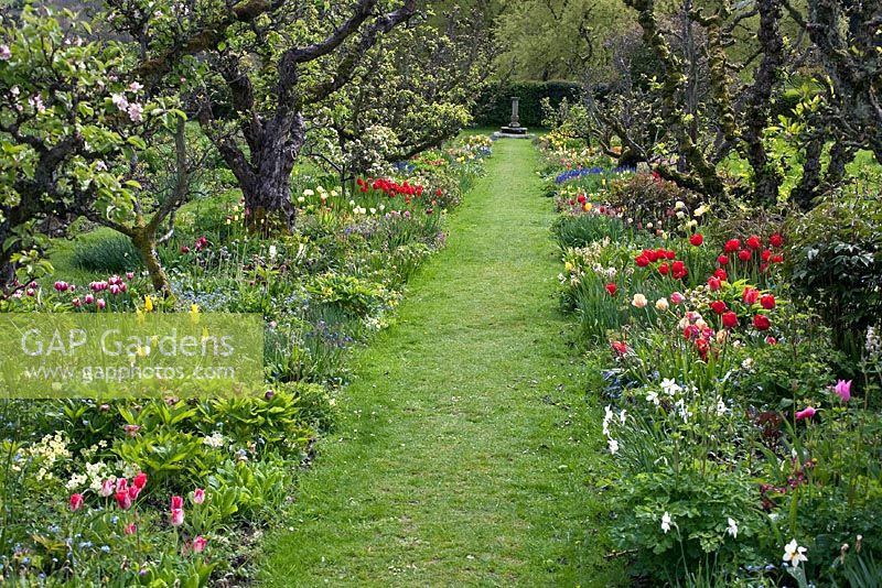 Chemin d'herbe avec des parterres de pommiers sous-plantés de pivoines, d'aquilegia, de primevères, de muscaria et de jonquilles au printemps à Hergest Croft