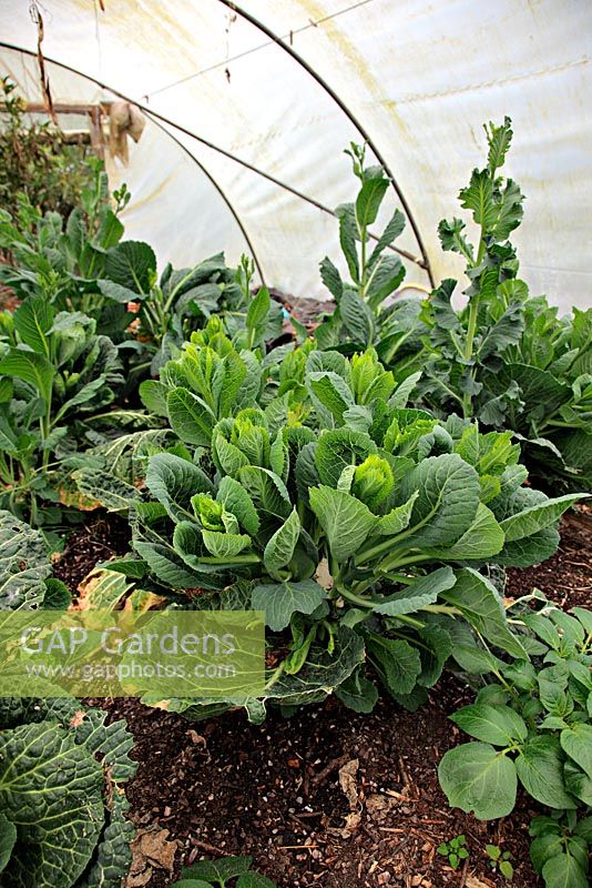 La repousse de Brassica - Le chou d'hiver 'Tundra F1' fait d'excellentes légumes de printemps
