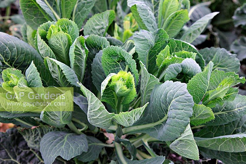La repousse de Brassica - Le chou d'hiver 'Tundra F1' fait d'excellentes légumes de printemps