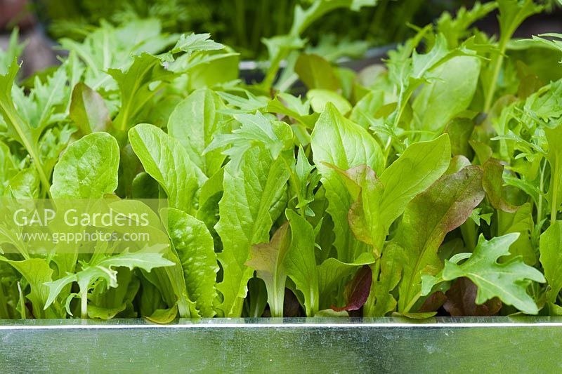 'Cut and Come again 'feuilles de salade mixtes comprenant - Betteraves, épinards, laitue rouge et verte et feuilles de Mizuna poussant dans un pot galvanisé