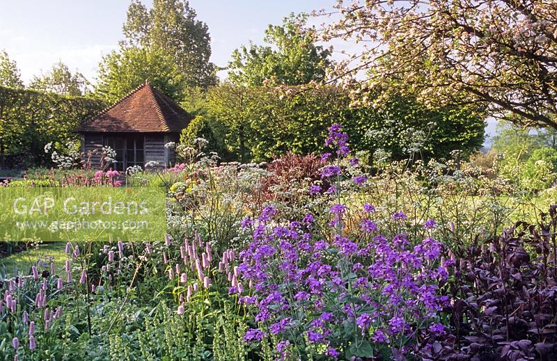 Parterre de fleurs de la fin du printemps de Lunaria - Honesty et Athyrium corbeaux. Jardin privé, Sussex