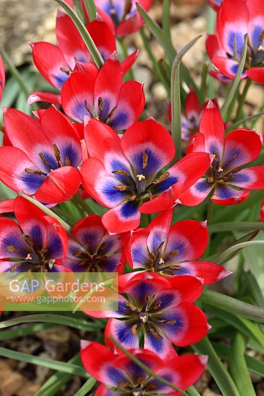 Tulipa humilis - Tulipes naines en mai