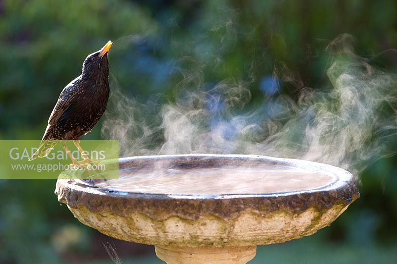 Sturnus vulgaris - Starling buvant dans un bain d'oiseau fumant, par une froide matinée ensoleillée