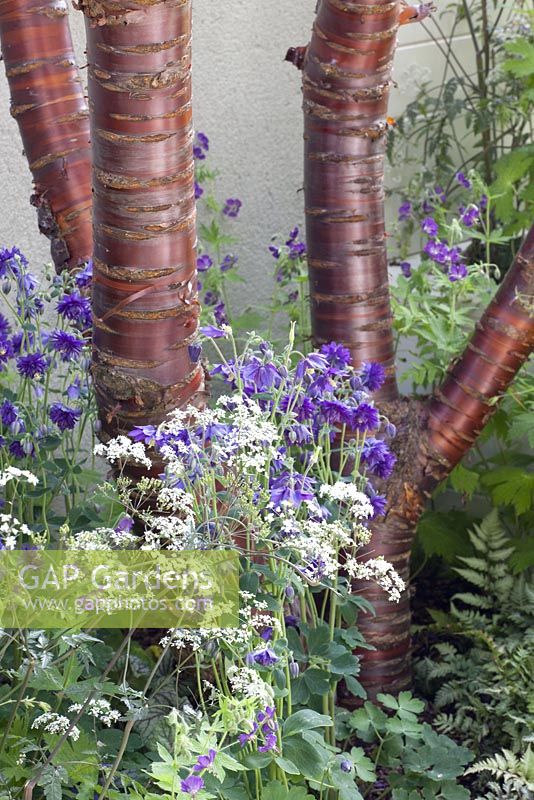Prunus serrula, Anthriscus sylvestris 'Ravenswing' et Aquilegia 'Blue Barlow' - Le jardinier inattendu, médaillé d'or - RHS Chelsea Flower Show 2010