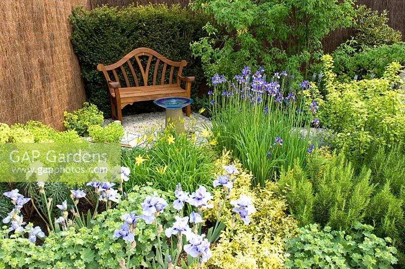 Parterres à thème bleu et jaune d'Iris, Alchemilla mollis et Euphorbia dans le jardin 'Dyslexie - Une barrière à l'éducation' - Médaillé de bronze au RHS Chelsea Flower Show 2010