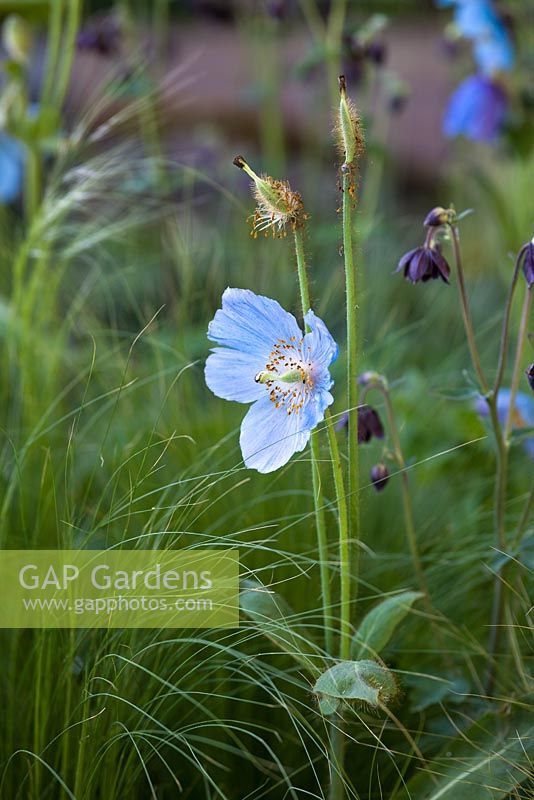 Meconopsis betonicifolia avec Stipa tenuissima à Kebony - Naturally Norway Garden, médaillé d'argent doré, RHS Chelsea Flower Show 2010