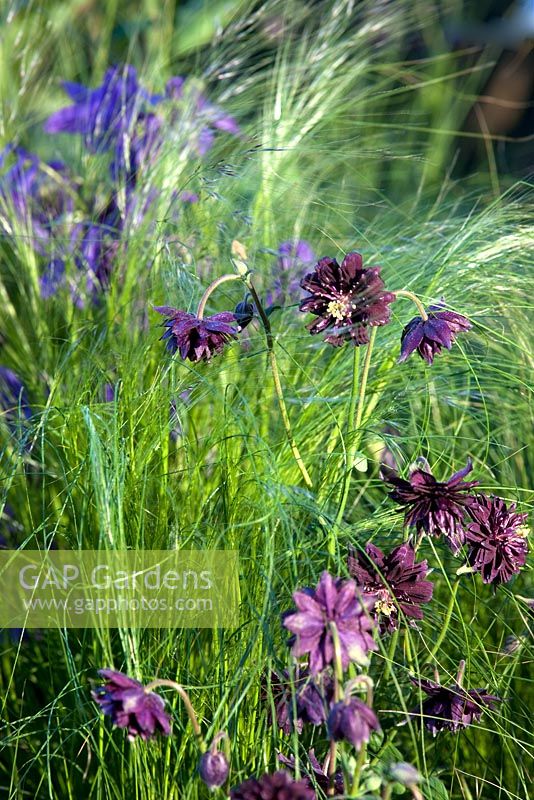 Aquilegia 'Black Barlow' et Stipa tenuissima - Kebony, Naturally Norway Garden, médaillée d'argent doré, RHS Chelsea Flower Show 2010