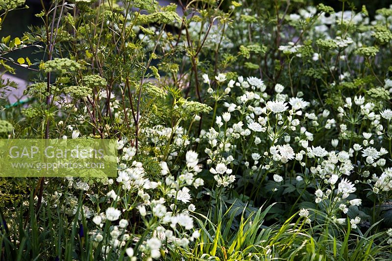 Plantation en forêt de Cenolophium denudatum et Astrantia major 'White Giant' dans le jardin Laurent-Perrier, médaillée d'or, RHS Chelsea Flower Show 2010