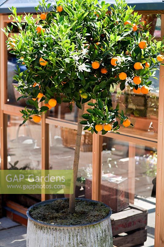 Citrus Mitis - Calamondin au stand des produits Gabriel Ash, RHS Chelsea Flower Show 2010
