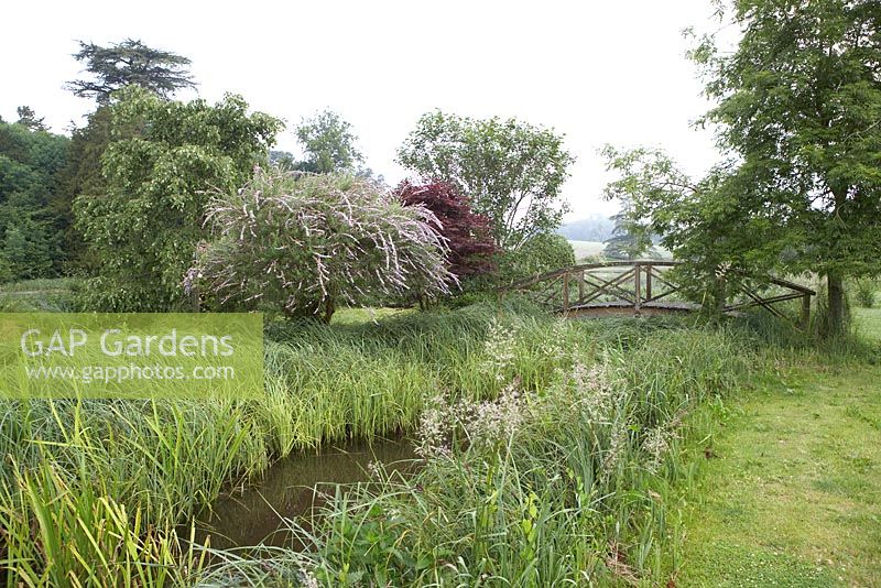 Petite passerelle en bois à l'île sur le lac avec Buddleja alternifolia, Acer japonica, joncs et herbes sauvages. maison au bord du lac