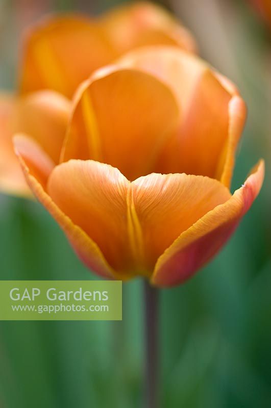 Tulipa 'cassonade'