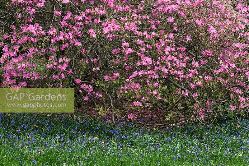 Hyacinthoides - Bluebells et Azalea. Leonardslee Gardens, Sussex, printemps