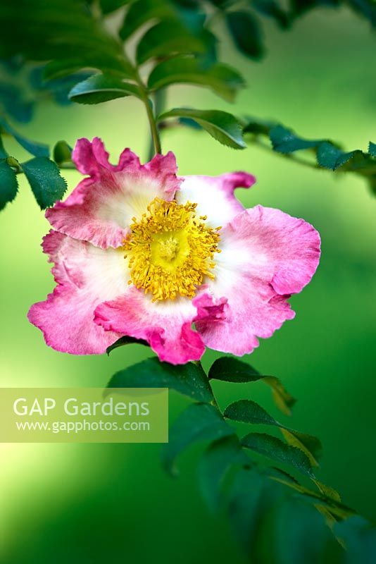 Rosa roxburghii - Burr rose