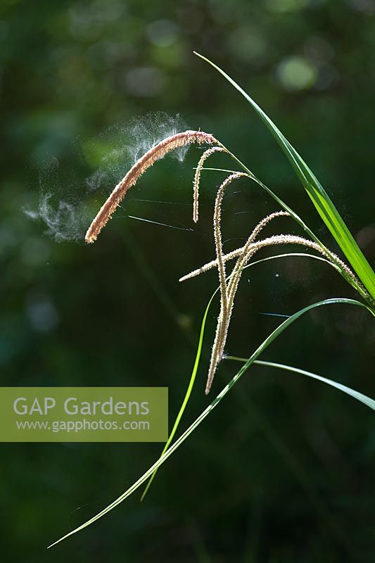 Carex pendula - carex pendulaire. Le pollen est libéré de l'herbe de carex dans la campagne anglaise