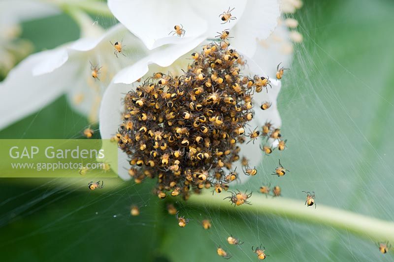 Araneus diadematus - Jeunes araignées croisées Orbweaver dans un site web
