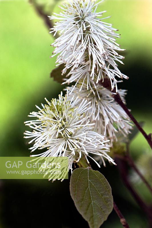 Fothergilla 'Mount Airy'