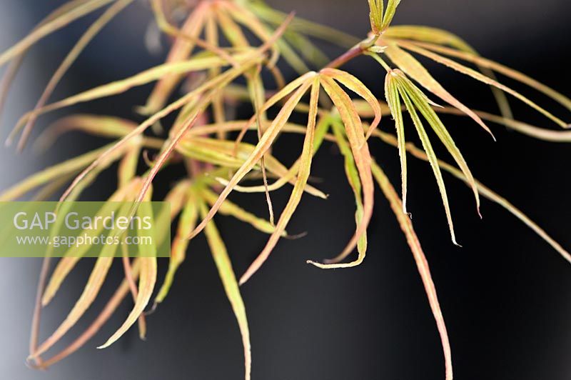 érable japonais, Acer palmatum 'Red Pygmy'