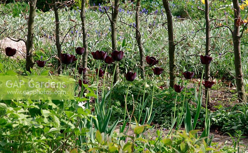 Haie sous-plantée de tulipes - Jardin de printemps avec plantation de bulbes spéciaux - Jankslooster, Geke Rook, Hollande