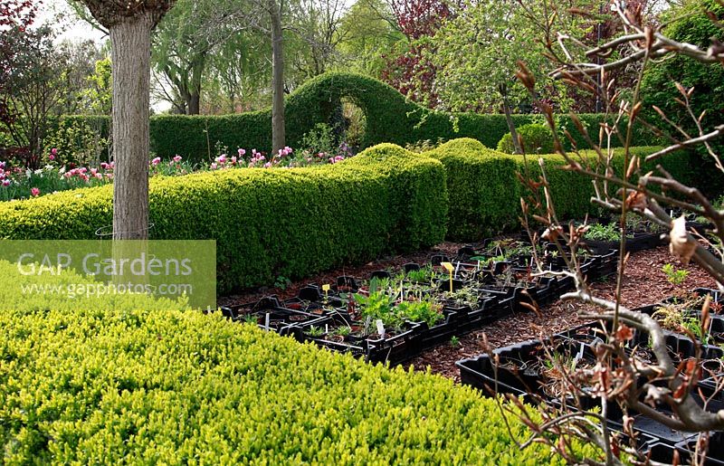 Zone de pépinière dans le jardin de printemps avec plantation de bulbes spéciaux - Jankslooster, Geke Rook, Hollande