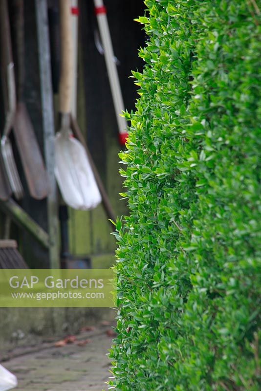 Outils de jardinage en remise et haie. Jardin de printemps avec plantation de bulbes spéciaux - Jankslooster, Geke Rook, Hollande