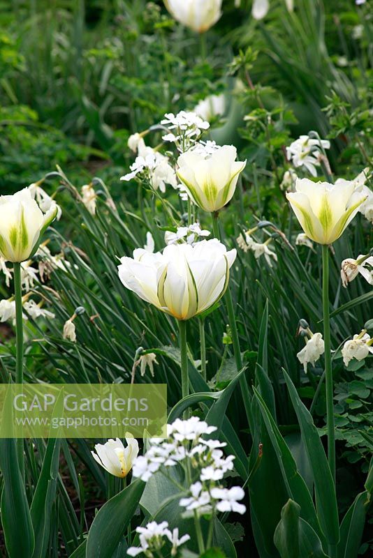 Tulipa en parterre de fleurs à thème blanc - Jardin de printemps avec plantation de bulbes spéciaux - Jankslooster, Geke Rook, Hollande