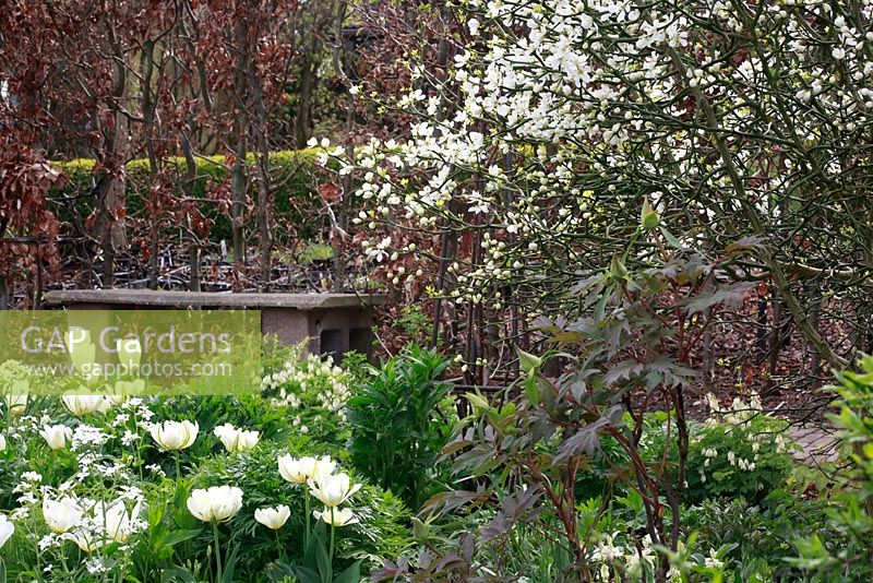 Parterre de fleurs à thème blanc avec tulipes et jonquilles - Jardin de printemps avec plantation de bulbes spéciaux - Jankslooster, Geke Rook, Hollande