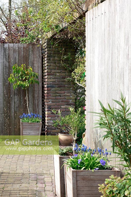 Patio. Jardin de printemps avec la plantation de bulbes spéciaux - Jankslooster, Geke Rook, Hollande