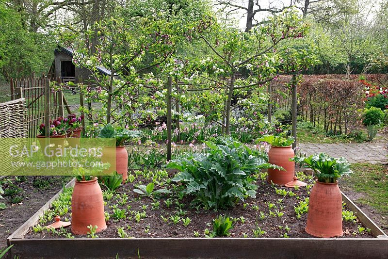 Rhubarbe poussant en forçant des bocaux avec Jacinthe 'Woodstock ' en arrière-plan. Dutch Spring Kitchen Garden.
