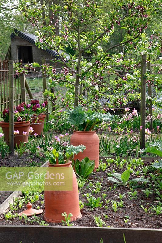 De plus en plus de rhubarbe forçant des pots avec Jacinthe 'Woodstock' et arbres fruitiers en arrière-plan. Jardin potager hollandais de printemps.