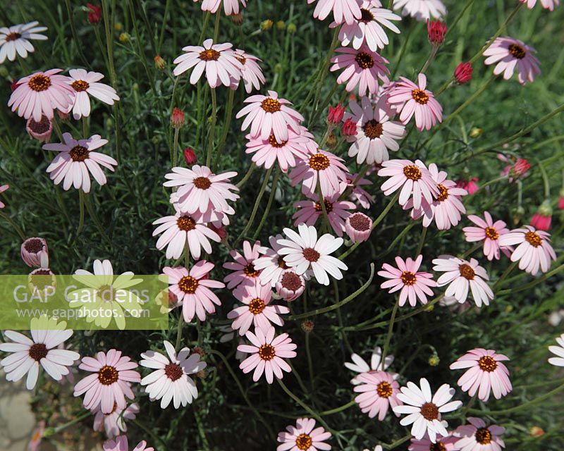 Rhodanthemum gayanum