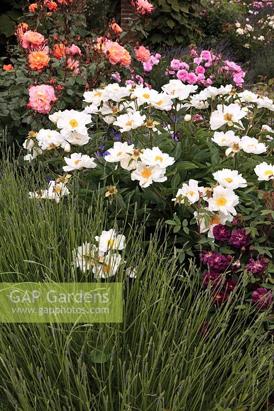 Paeonia 'Krinkled White' avec Rosa et Lavandula en juin - Sexby Garden Peckham Rye Park Londres