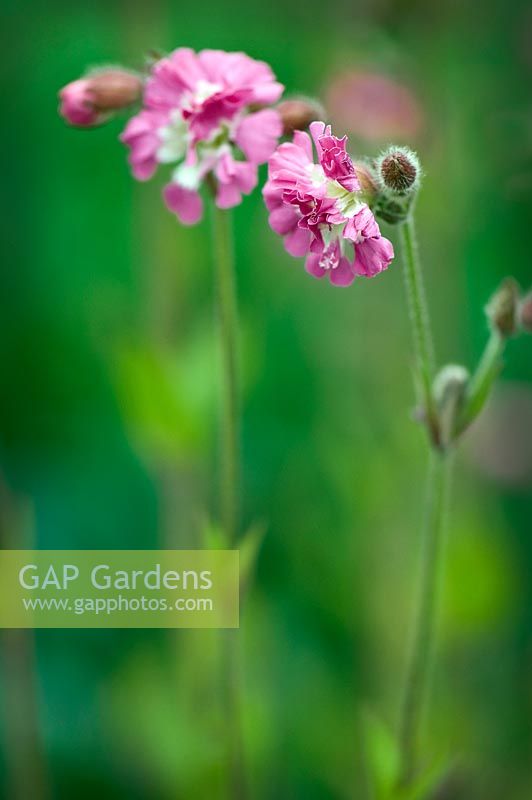 Silene 'Firefly'