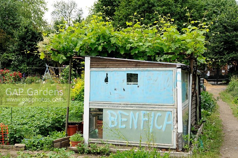 'Benfica ', un nom de club de football italien, écrit sur le côté d'un hangar de lotissement - Fulham Palace Allotments, Londres