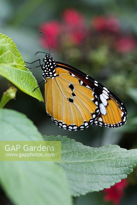 Danaus chrysippus - papillon tigre ordinaire - Future Gardens, Hertfordshire - Butterfly House