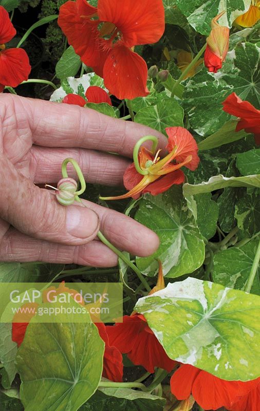 Fleur dépensée et gousse sur Tropaeolum - Capucine 'Peeping Tom '. Pincez les capitules de fleurs bouclées lorsque les pétales sont encore attachés avant que les gousses de graines ne gonflent ou que la floraison cesse.