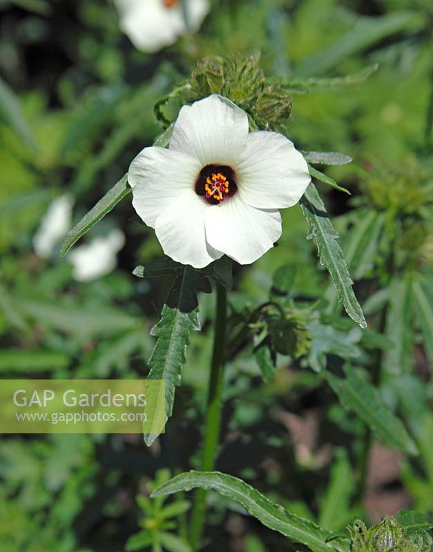 Hibiscus trionum