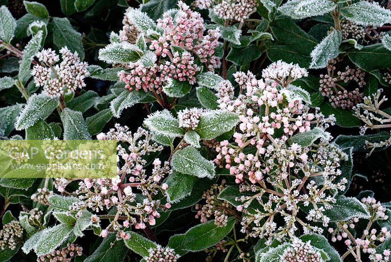 Viburnum 'Tinus Gwenllian'