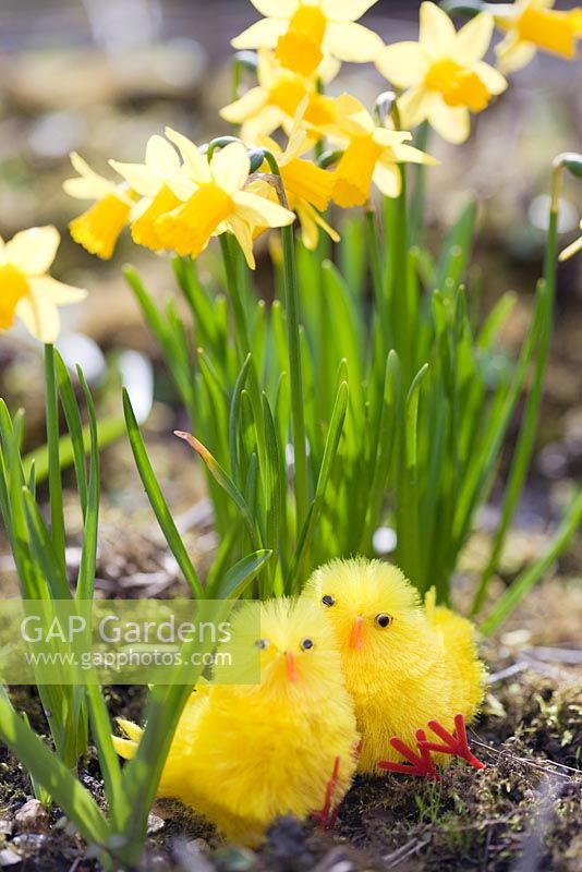 Fluffy Childrens 'poussins jouets de Pâques cachés dans le jardin de printemps